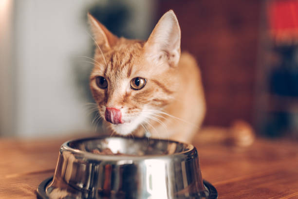 ボウルの外に食べる猫 - pet food animals feeding cat food cat bowl ストックフォトと画像