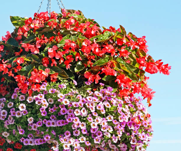 istock Hanging basket filled to overflowing with tiny mini Petunias 937800392