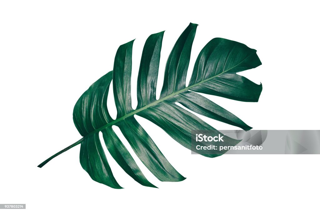 tropical leaf isolated on white dark green leaf with clipping path Palm Leaf Stock Photo