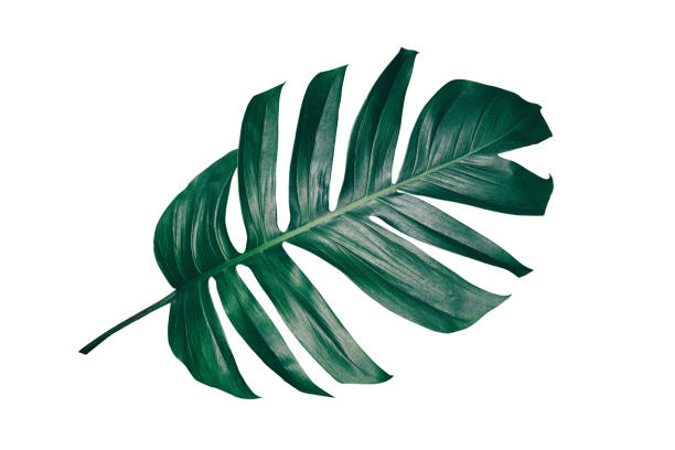 tropical leaf isolated on white dark green leaf with clipping path monstera photos stock pictures, royalty-free photos & images