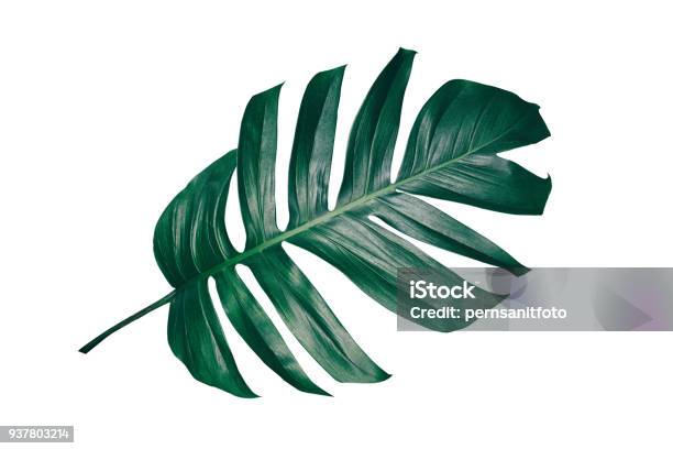 Tropical Leaf Isolated On White Stock Photo - Download Image Now - Palm Leaf, Leaf, Cut Out