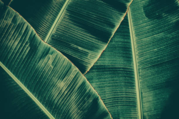 tropikalny bananowy liść palmowy - banana leaf plant tree fruit zdjęcia i obrazy z banku zdjęć