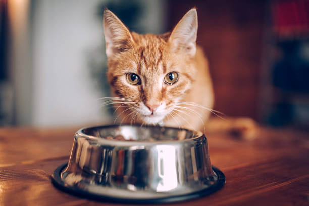 ボウルの外に食べる猫 - pet food animals feeding cat food cat bowl ストックフォトと画像