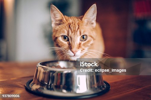 istock Cat eating out of bowl 937809006