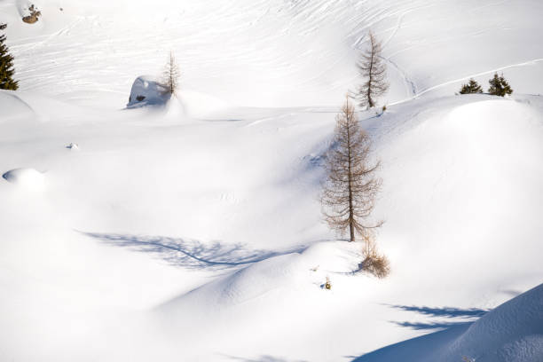 istock Snowy landscape  - lonely tree and a snowy landscape 937809544