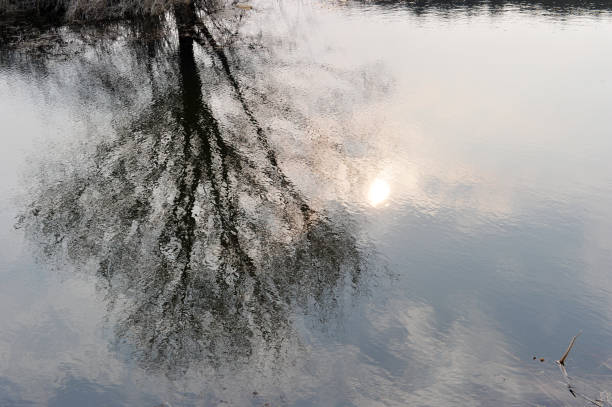 istock The reflection of trees on the pond 937813702