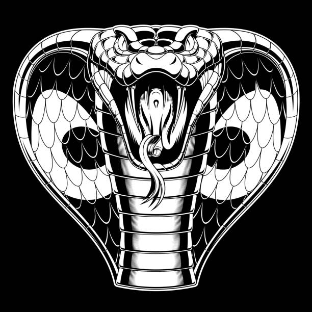 злая кобра атакует - кобра stock illustrations