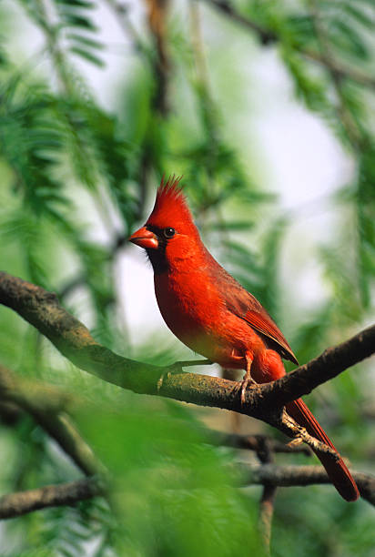 istock Male Northern Cardinal 93782194