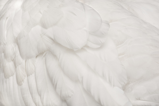 Single White Fluffy Feathers Floating in the Sky. Swan Feathers Flying in Heavenly.