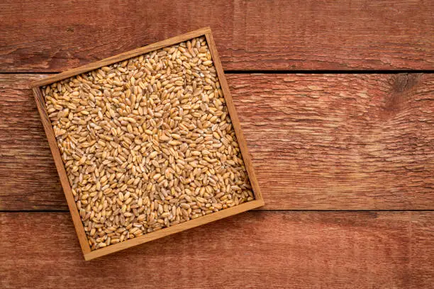 hard red winter wheat in a square box against rustic barn wood with a copy space