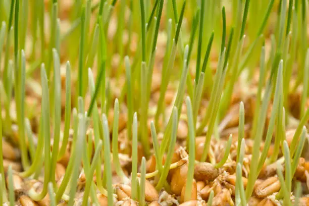 background of germinating wheat grain (red hard winter wheat)