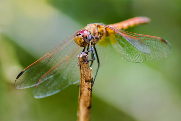 istock Dragonfly on wooden stake with green background 937836818