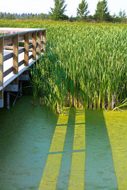 istock A shadow of a boardwalk falls on iridescent duckweed 937839356