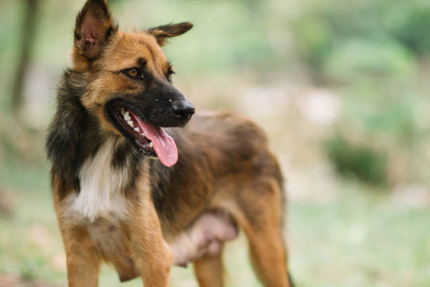 istock Poor Dog Infected with Rabies 937839736