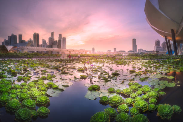 Singapore - April 29, 2016: Purple skyline of Singapore view from pond with water lilies near ArtScience Museum