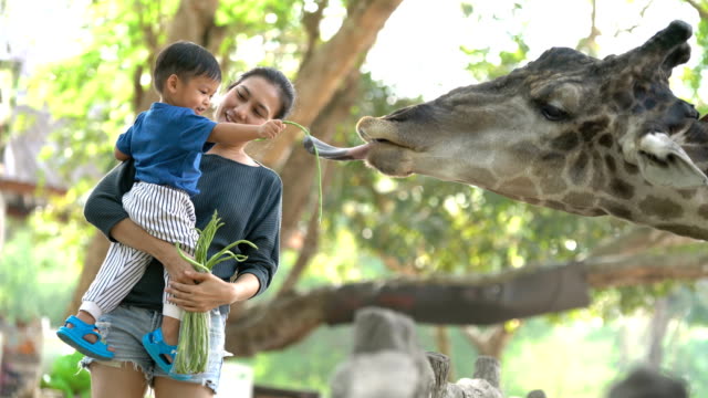 Asian mother holding baby boy to feeding Giraffes.