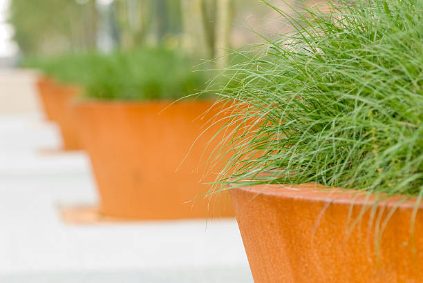 istock Diagonal of grass plants 93784661
