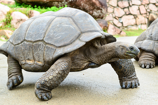 Aldabra Giant Tortoise, Seychelles Island