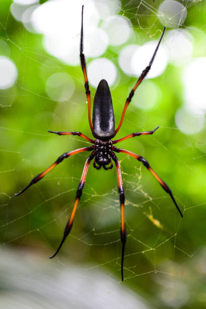 istock Red-Legged Golden Orb-Weaver Spider 937846702