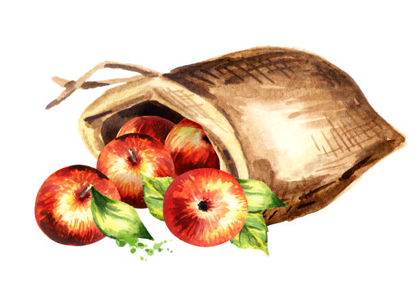 plünderung äpfel. aquarell handgezeichnete abbildung, isoliert auf weißem hintergrund - burlap fruit apple freshness stock-grafiken, -clipart, -cartoons und -symbole