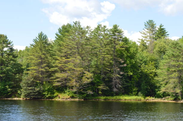 istock Connecticut River shore in Vermont 937852194
