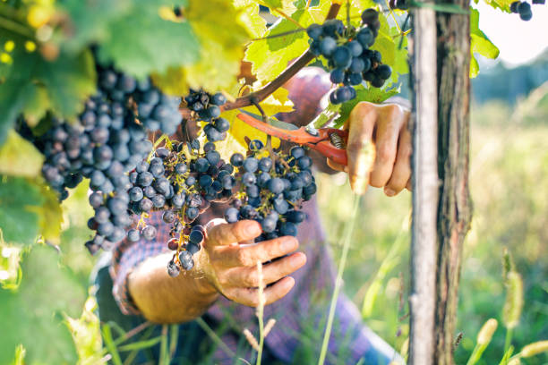 istock Farmer harvesting the grapes in a vineyard 937854928