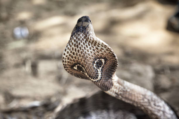 Terrarium: single madagascar ground boa head laying in front, and looking at camera.