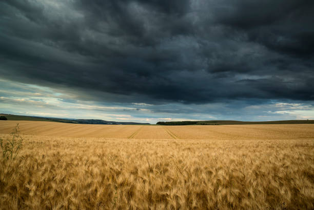 istock Countryside landscape wheat field in Summer sunset with stormy dramatic sky overhead 937855358