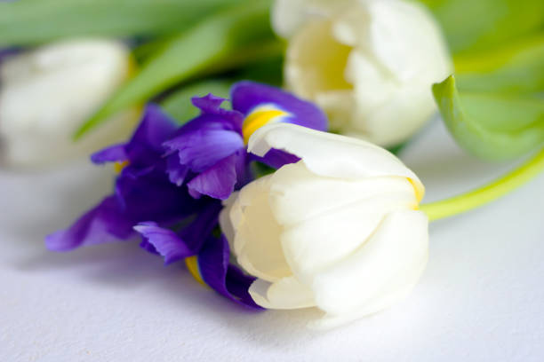 istock Colorful spring tulips and iris flowers on white background 937855392