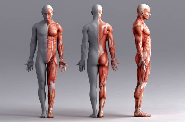 anatomy, muscles anatomy, muscles, 3d render the human body stock pictures, royalty-free photos & images