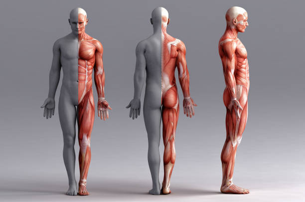 anatomy, muscles - human muscle imagens e fotografias de stock