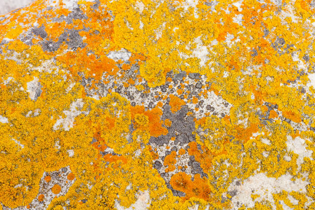 Macro close-up texture of yellow and orange lichen growing on coastal rocks and boulders on a beach in Cape Town South Africa.