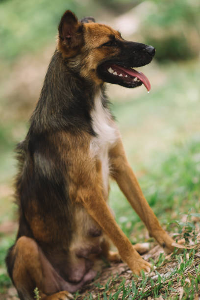 istock Poor Dog Infected with Rabies 937862414