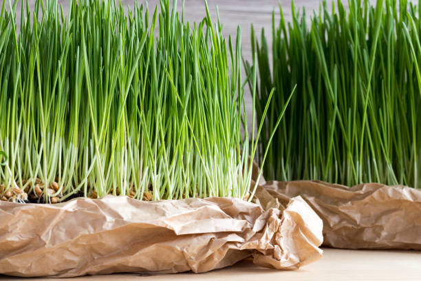 frischen hausgemachten weizengras - wheatgrass stock-fotos und bilder