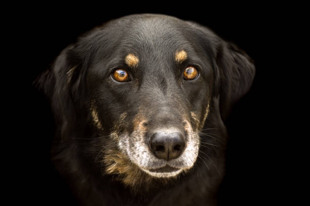 istock black dog animal portrait 937868578