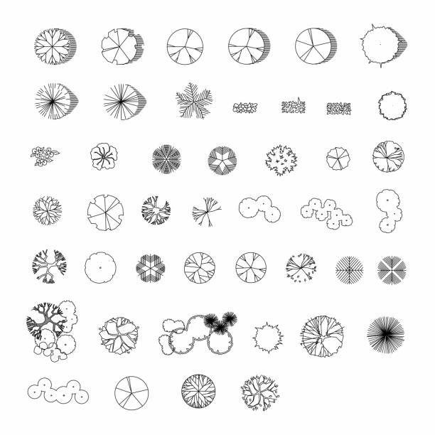 illustrazioni stock, clip art, cartoni animati e icone di tendenza di vista dall'alto e vista laterale, set di elementi grafici degli elementi degli alberi simbolo del contorno per l'architettura e il disegno di progettazione del paesaggio. illustrazione vettoriale - caratteristica architettonica