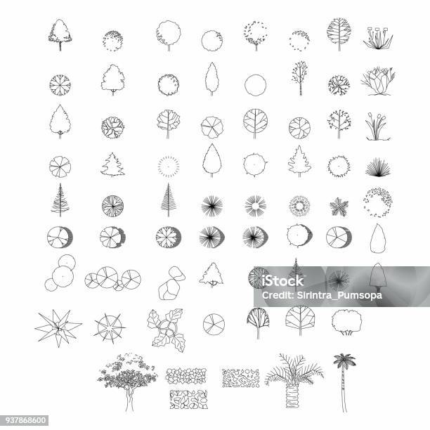 Top View And Side View Set Of Graphics Trees Elements Outline Symbol For Architecture And Landscape Design Drawing Vector Illustration Stock Illustration - Download Image Now