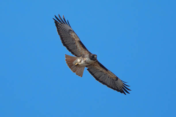 istock Red-tailed hawk flying, seen in the wild in North California 937870880