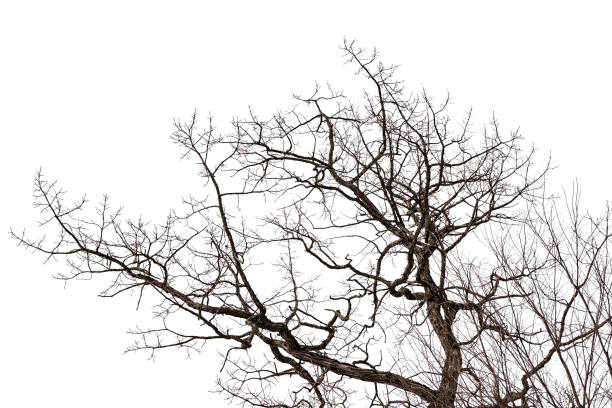 istock Tree in the winter after all its leaves are dried off. 937874422