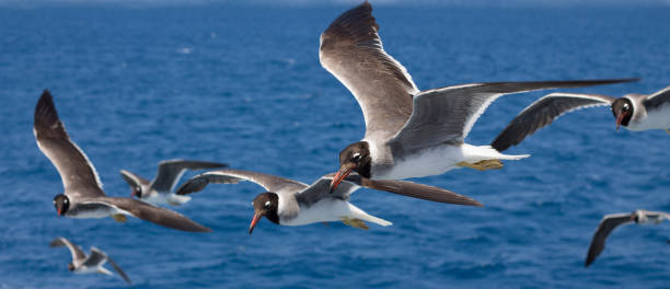 istock Birds flying over the sea 937877682