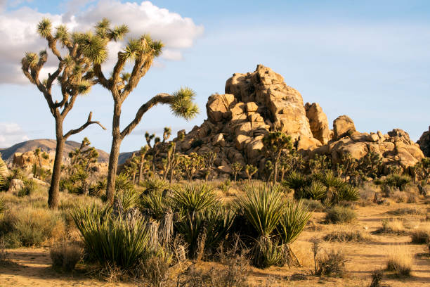 istock Spring Day at Joshua Tree National Park 937877848