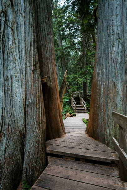 istock Rain forest near Field in British Columbia, Canada 937877880