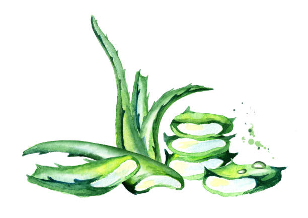istock Organic Aloe vera illustration. Watercolor hand drawn composition 937881158