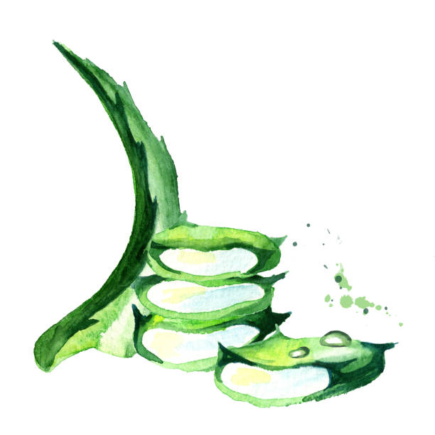 istock Organic aloe vera composition. Watercolor hand drawn illustration 937881174