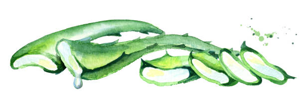 istock Natural aloe vera horizontal composition. Watercolor hand drawn illustration 937881184