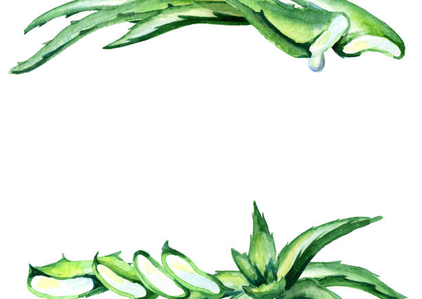 istock Organic Aloe vera template. Watercolor hand drawn background 937881186