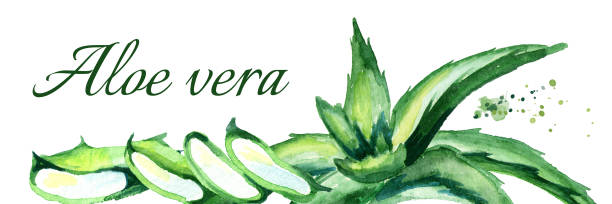 istock Organic Aloe vera horizontal illustration. Hand drawn watercolor 937881196