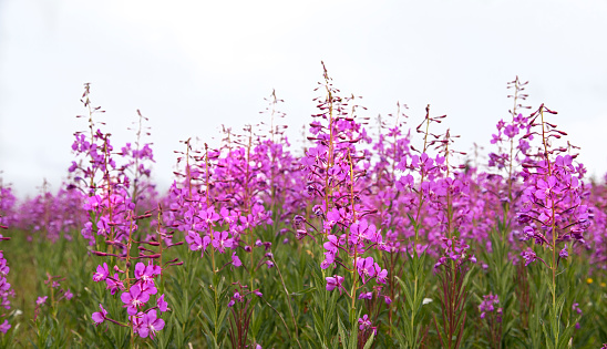 Summer wildflowers