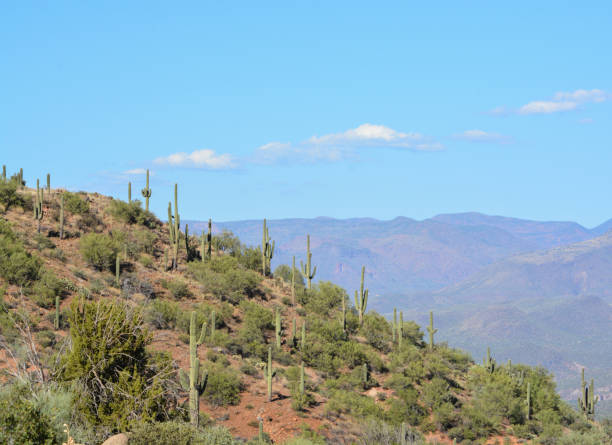 istock Saguaro Cactus in Tonto National Forest 937882222