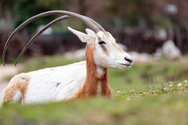 the sahara oryx - sub saharan africa imagens e fotografias de stock